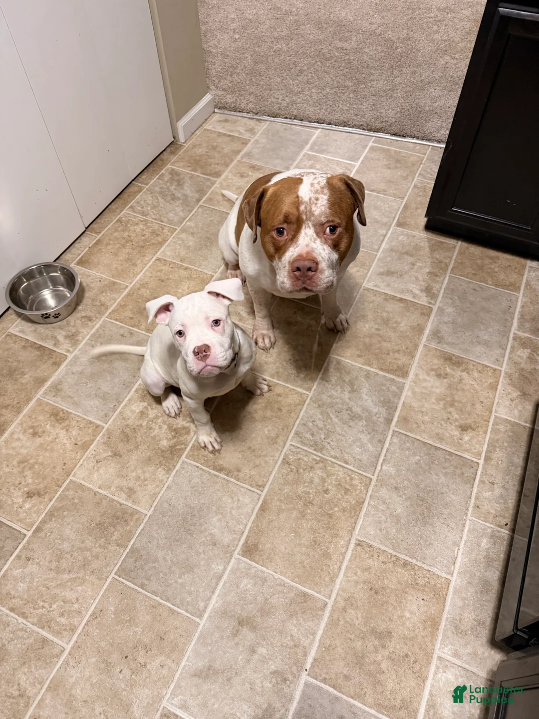 Mixed Breed dogs for sale: Mixed Breed Puppy 1 - Ad 2