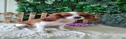 Cavalier King Charles Spaniel dogs for sale: Miles - Ad 10