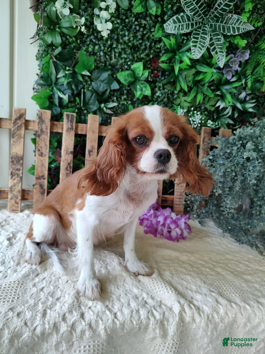 Cavalier King Charles Spaniel dogs for sale: Miles - Ad 10