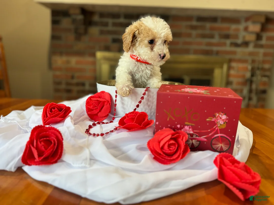 Toy Poodle dogs for sale: Biscuit - Ad 2