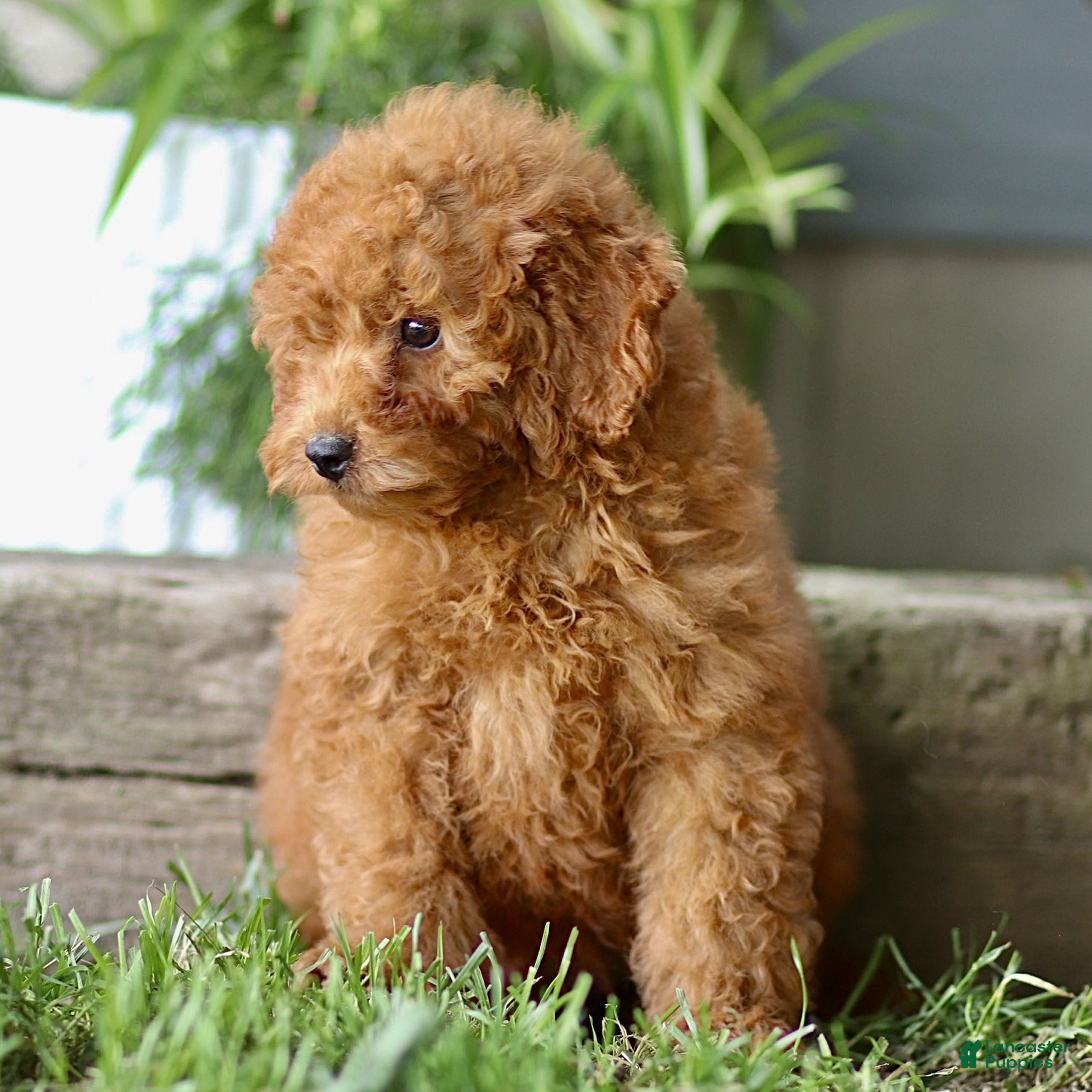 Cavapoo dogs Corey  - Ad 2