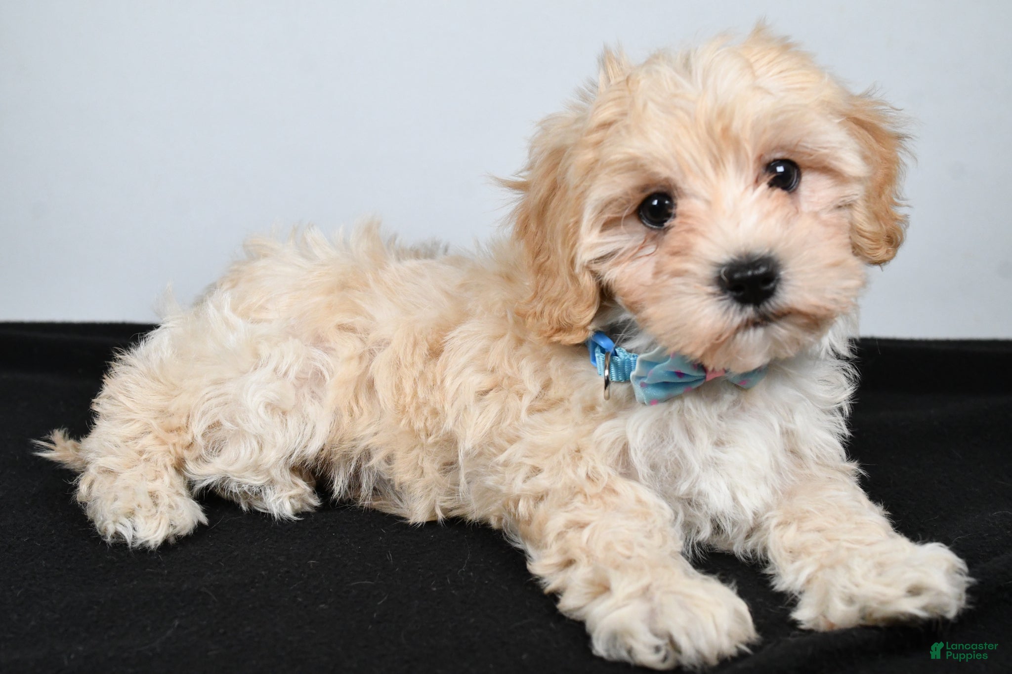 Maltipoo dogs Jasper - Ad 2