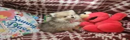 Pomeranian dogs for sale: Tawnii the warm Beauty - Ad 4