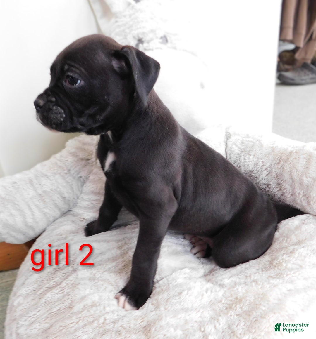 Boxer dogs for sale: Boxer Puppy 3 - Ad 2