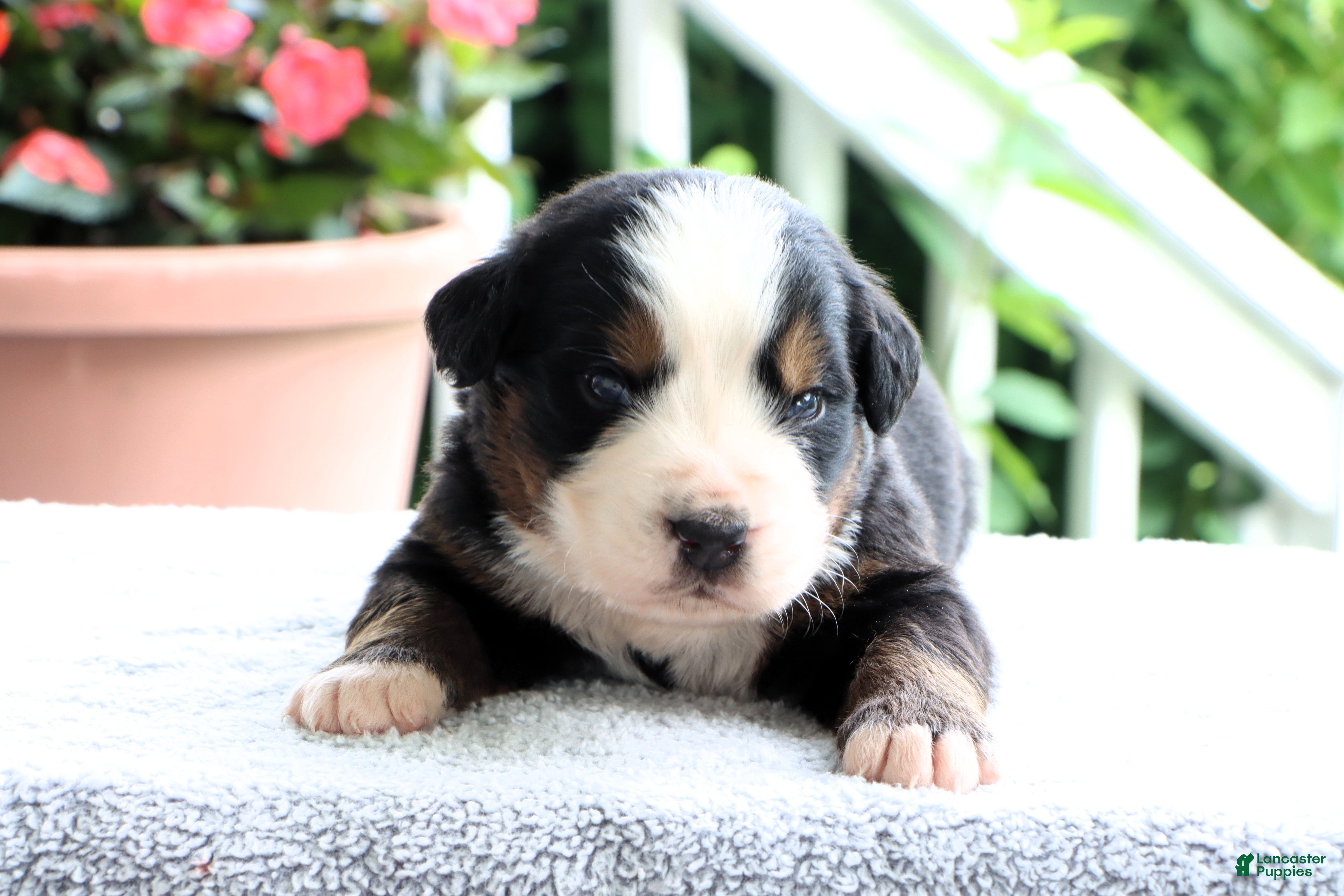 Bernese Mountain Dog dogs Kenny - Ad 1