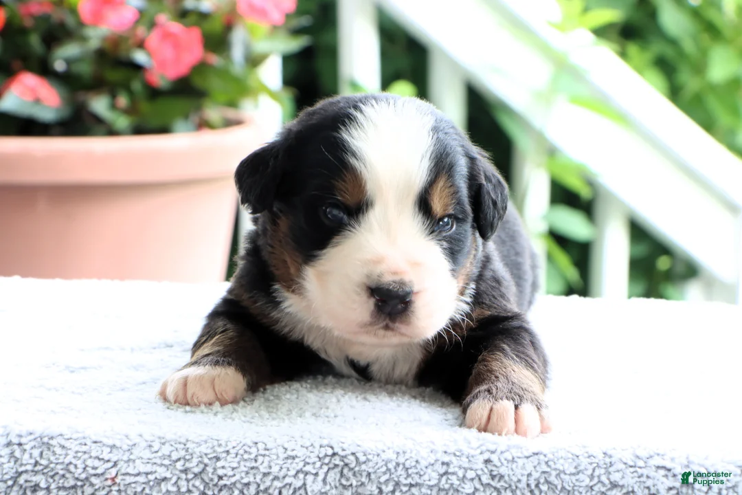 Bernese Mountain Dog dogs for sale: Kenny - Ad 1