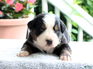 Bernese Mountain Dog dogs for sale: Kenny - Ad 4