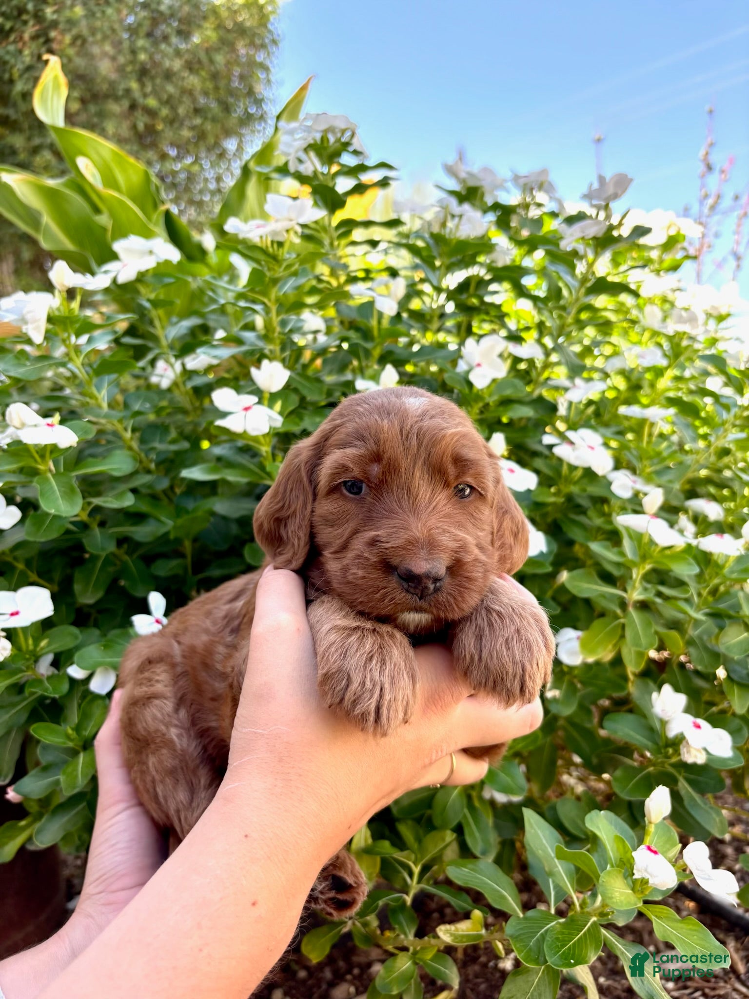Irish Doodle dogs Irish Doodle Puppy- Adella - Ad 1