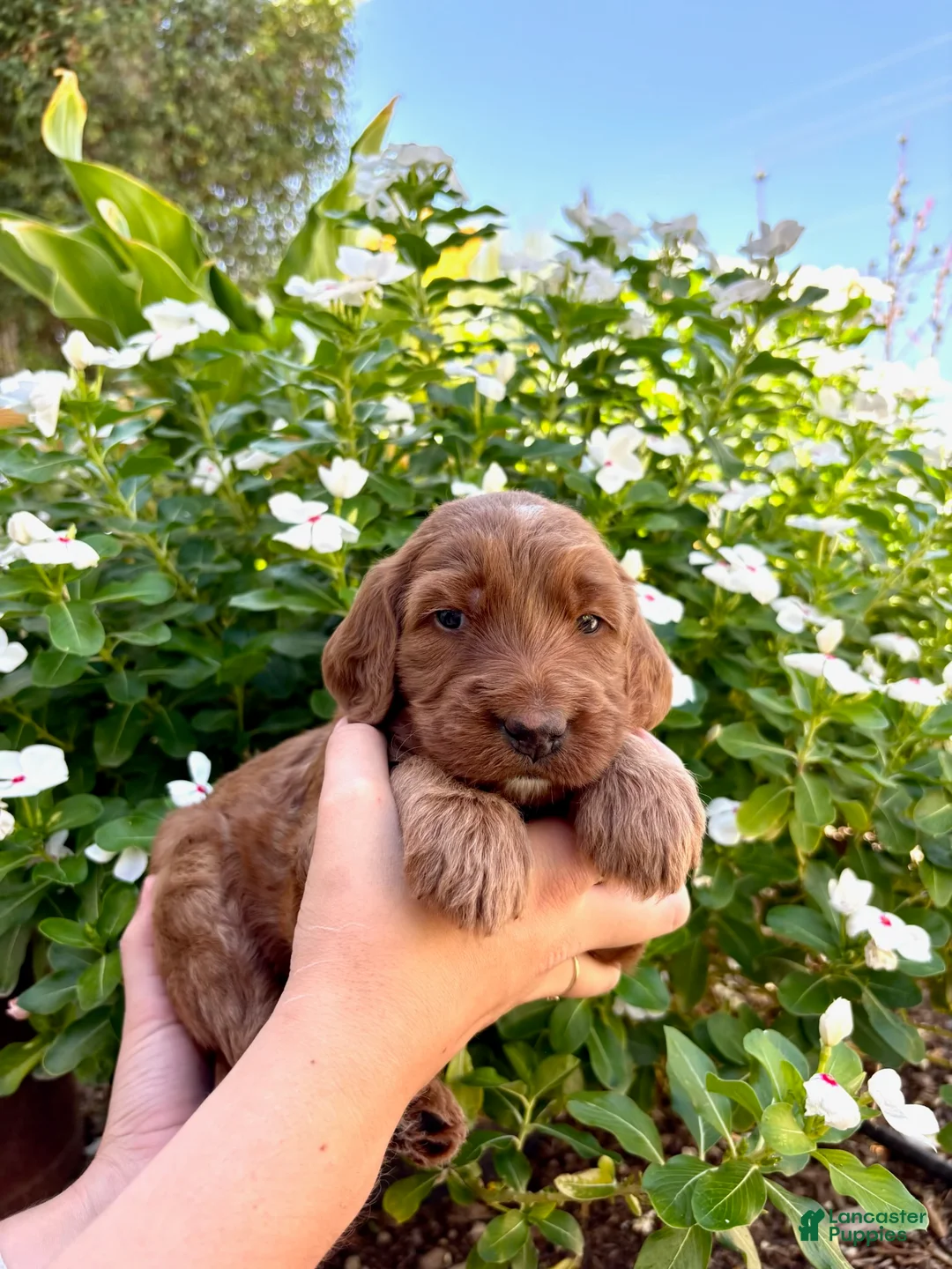 Irish Doodle dogs for sale: Irish Doodle Puppy- Adella - Ad 2