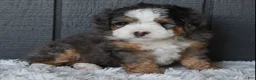 Mini Bernedoodle dogs for sale: Jax F1b - Ad 12