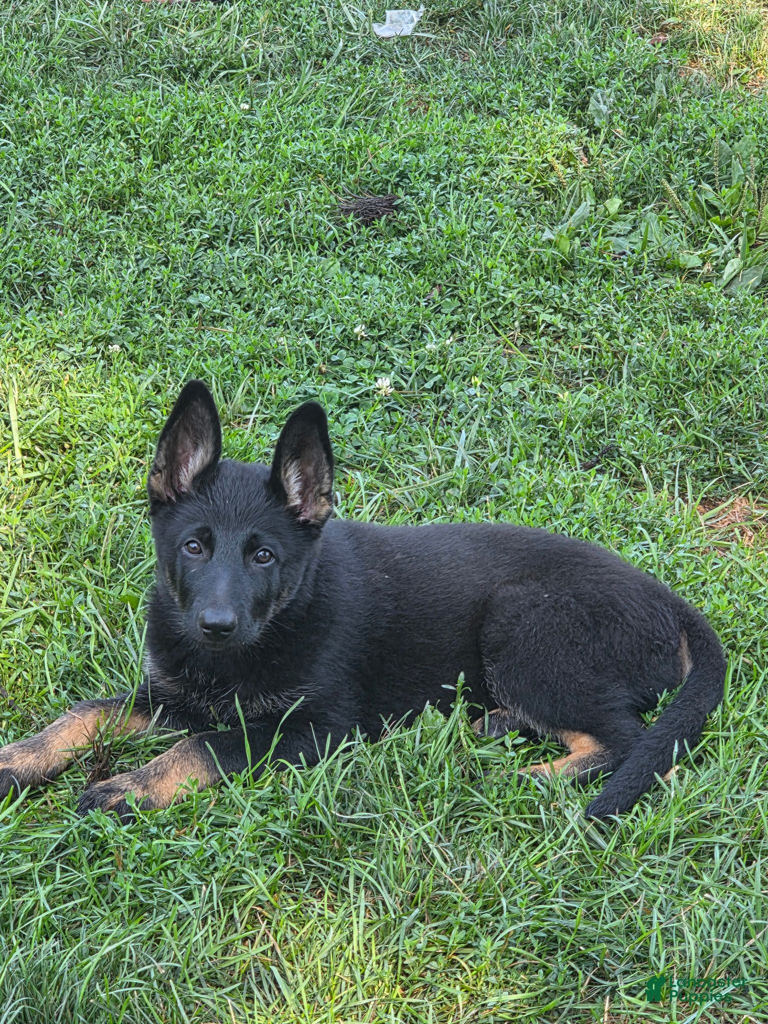 German Shepherd dogs for sale: Holly - Ad 3