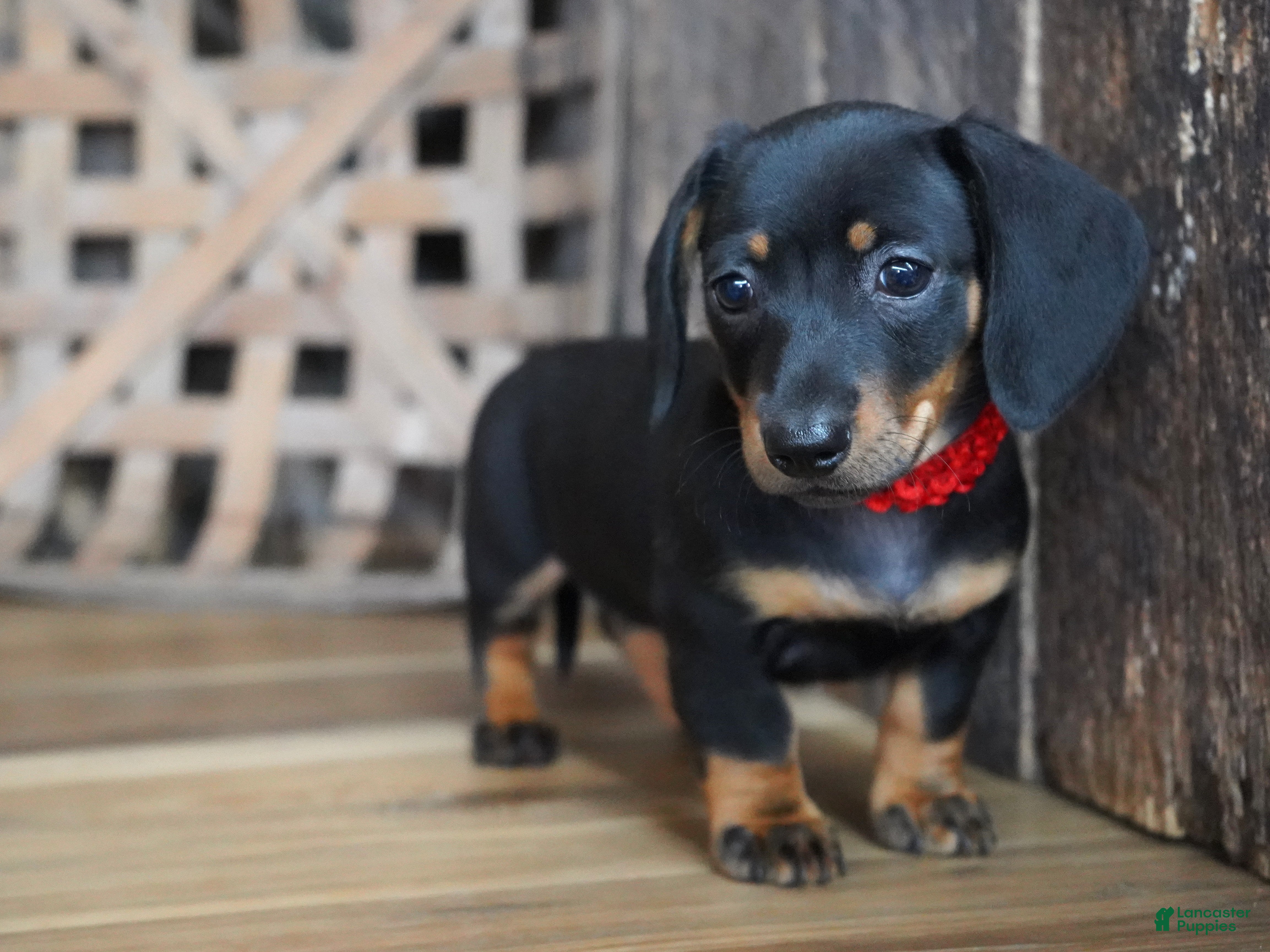 Miniature Dachshund dogs for sale: Belle - Ad 3