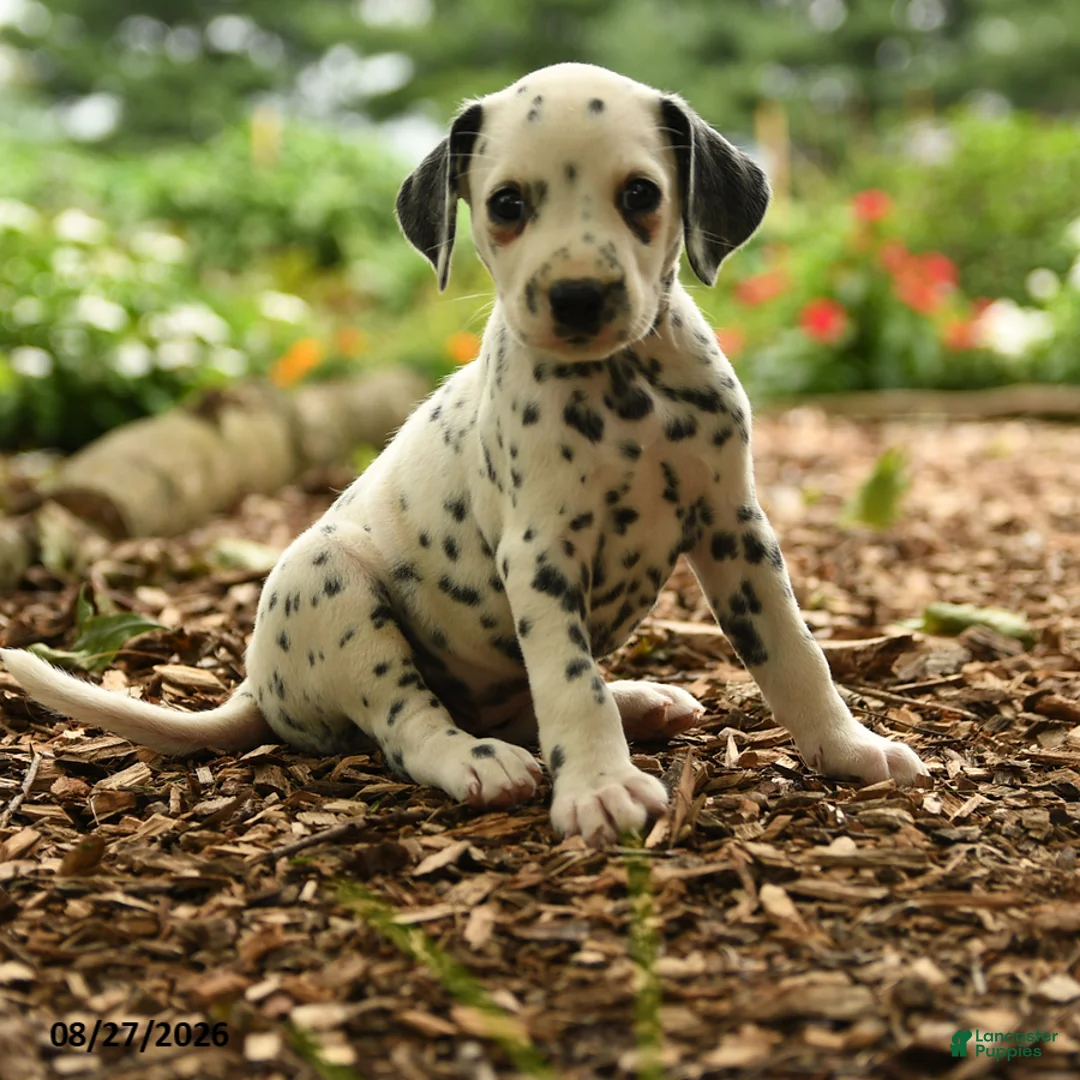 Dalmatian dogs for sale: Oreo - Ad 2