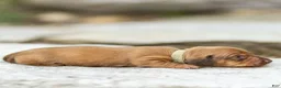 Miniature Dachshund dogs for sale: Peanut Miniature Dachshund  - Ad 2