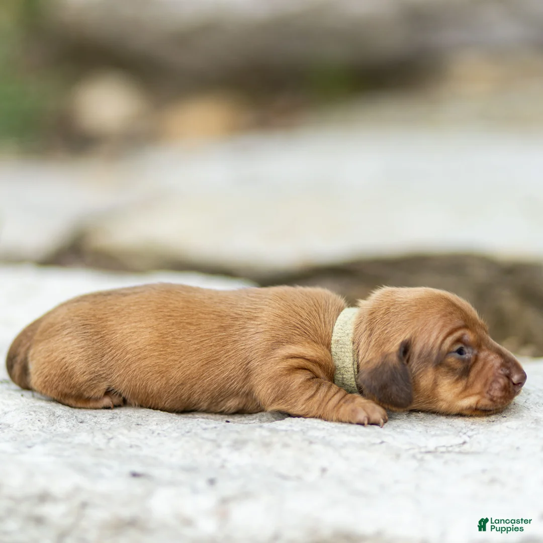 Miniature Dachshund dogs for sale: Peanut Miniature Dachshund  - Ad 2