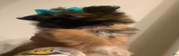 Mixed Breed dogs for sale: Mixed Breed 1 - Ad 10