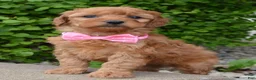 Mini Goldendoodle dogs for sale: Mini Gabby - Ad 2