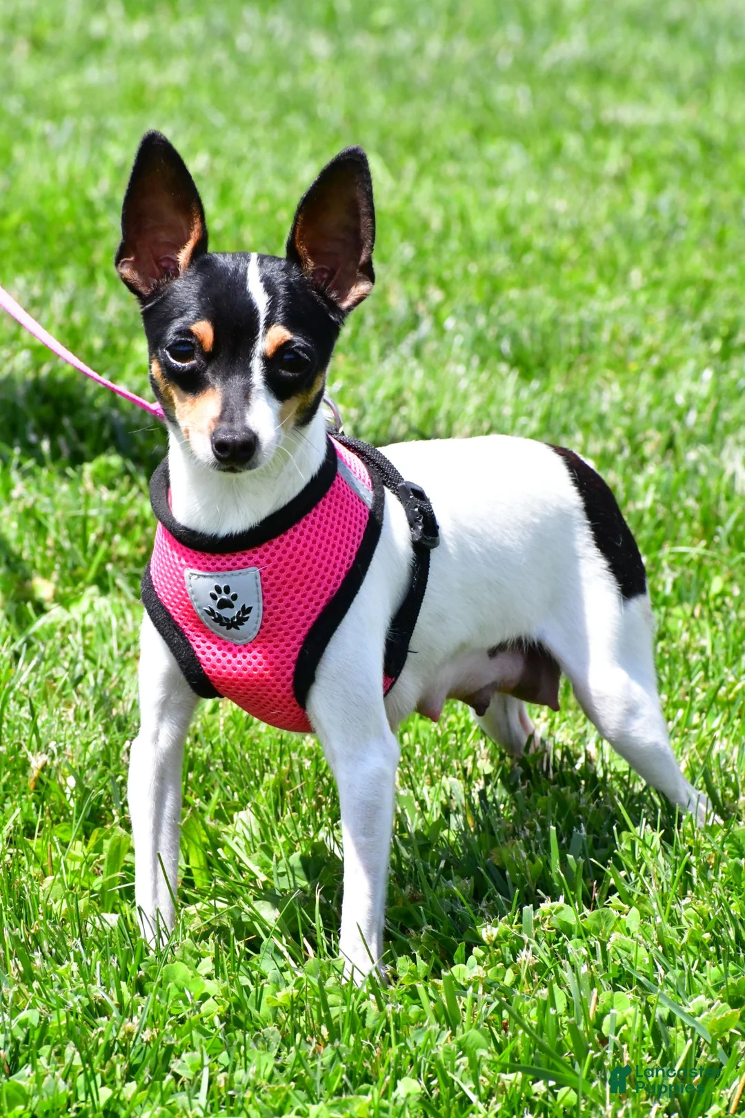 Toy Fox Terrier dogs for sale: Biscuit - Ad 10