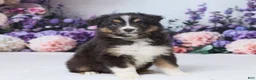 Australian Shepherd dogs for sale: Theo - Ad 3