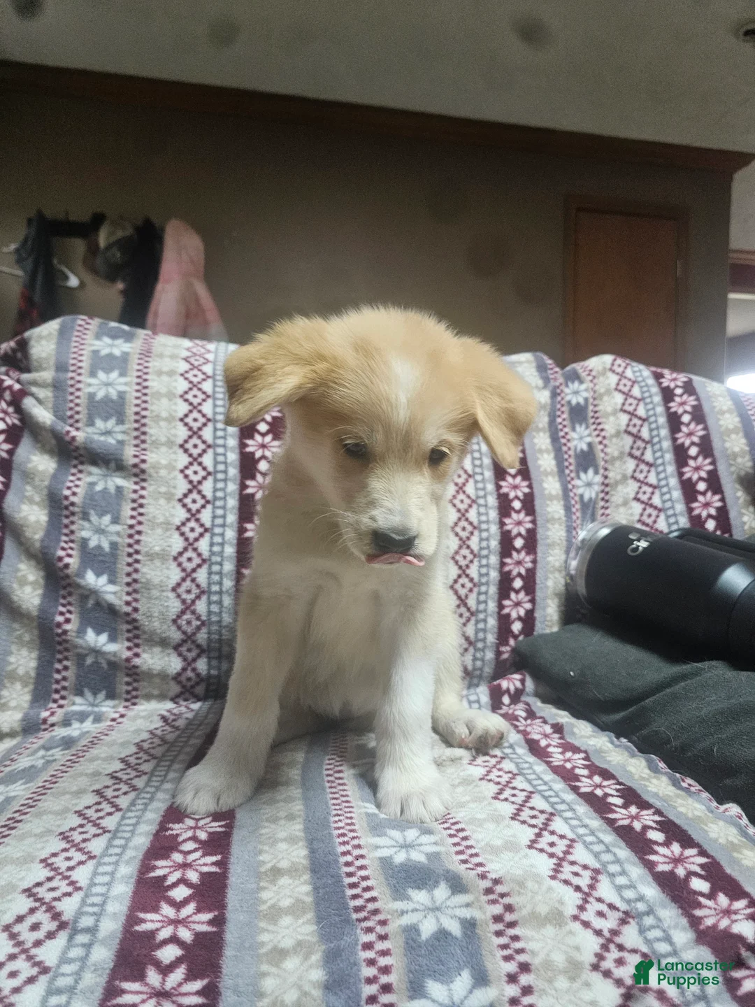 Mixed Breed dogs for sale: Mixed Breed Puppy 10 - Ad 2