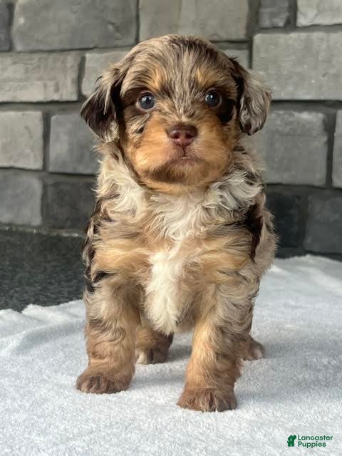 Aussiedoodle dogs Bramble Mini Aussiedoodle  - Ad 1