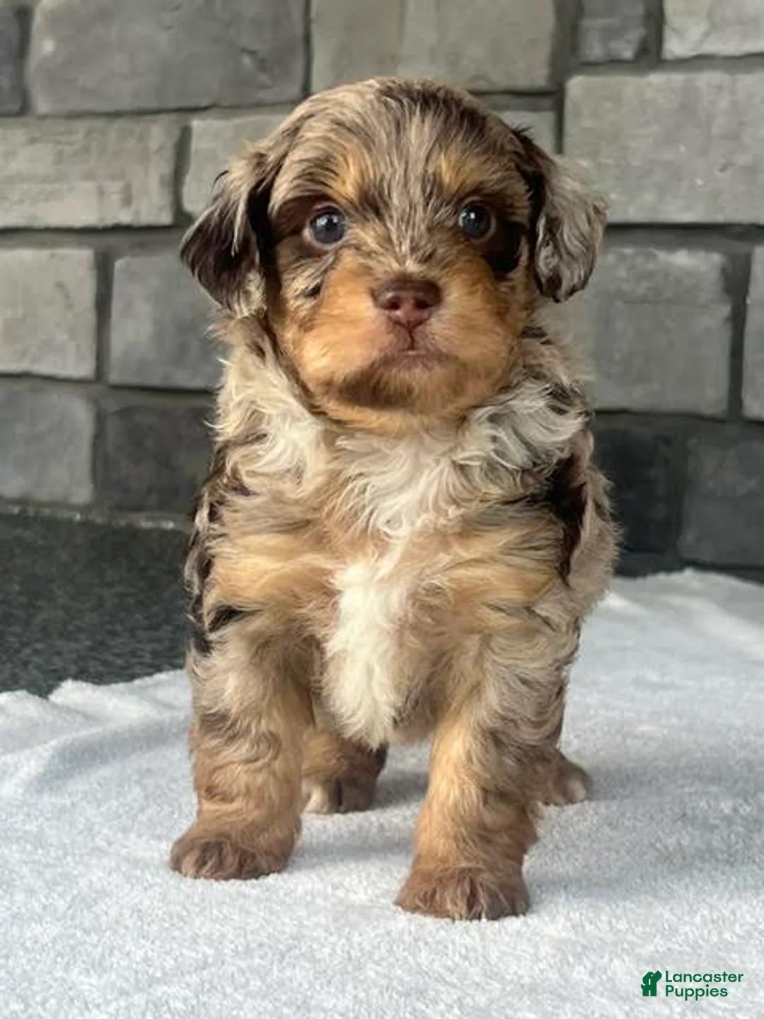 Aussiedoodle dogs for sale: Bramble Mini Aussiedoodle  - Ad 1