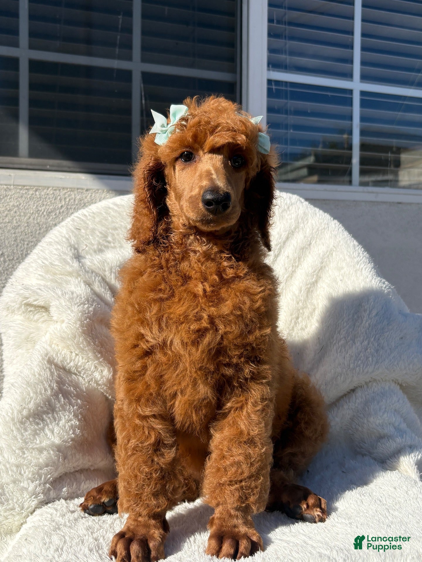 Standard Poodle dogs Standard Poodle 8 - Ad 16