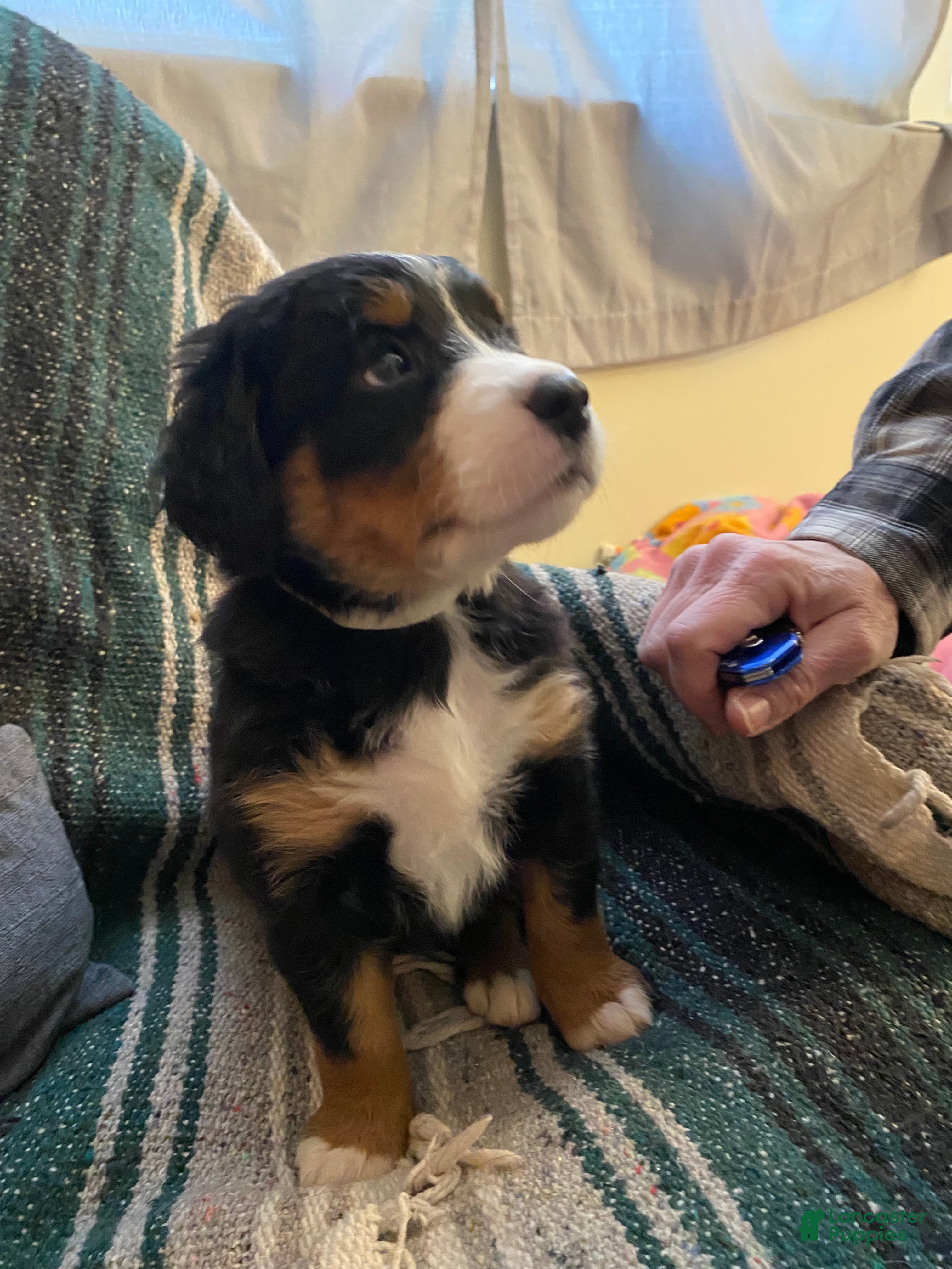 Bernedoodle dogs Bernedoodle Puppy 9 - Ad 30