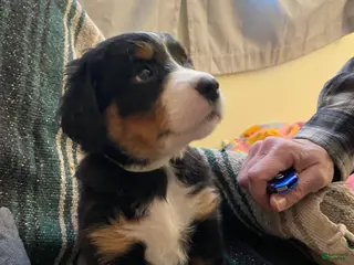 Bernedoodle dogs Bernedoodle Puppy 9 - Ad 30