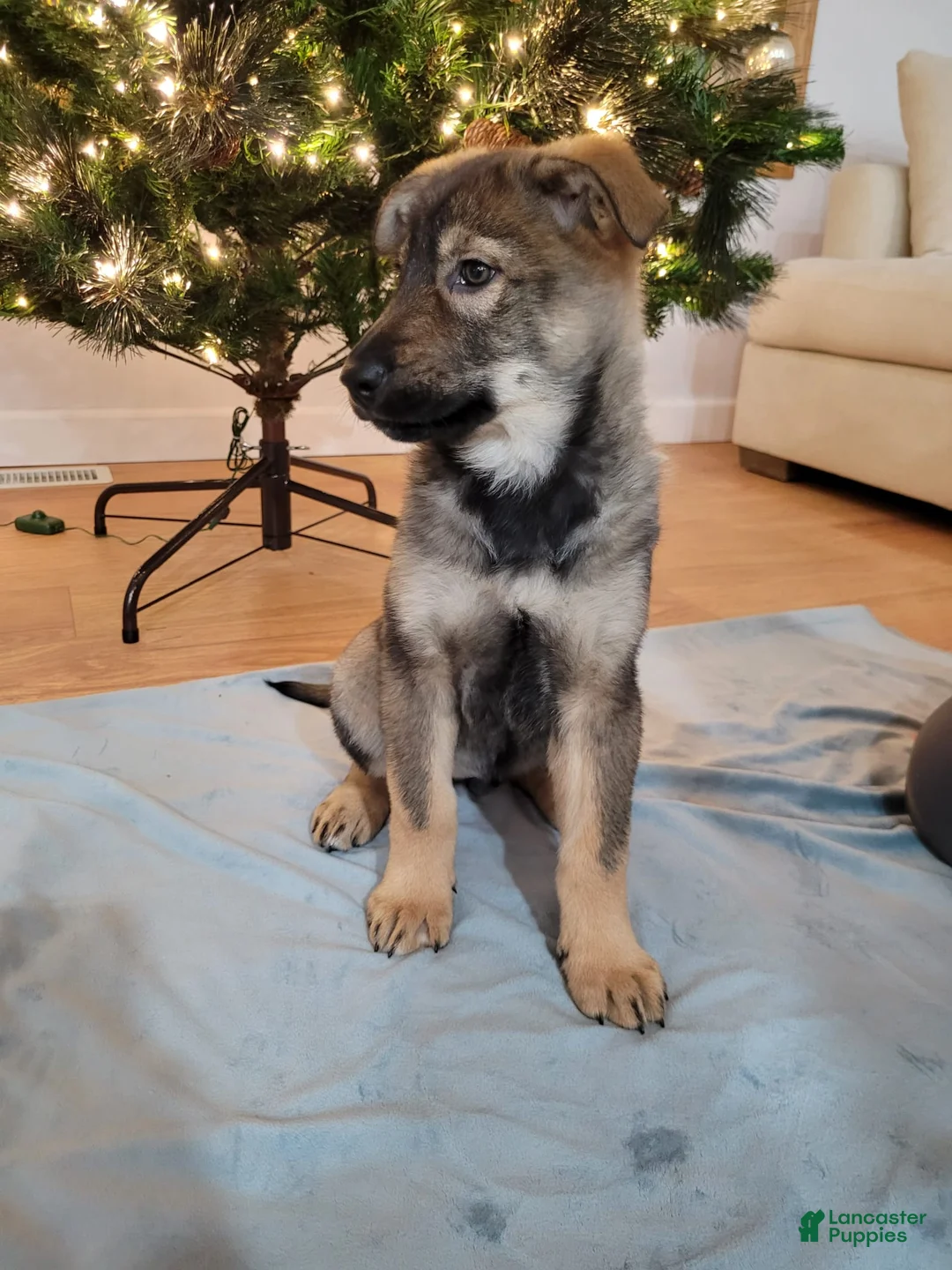 Mixed Breed dogs for sale: Ottie - Ad 3