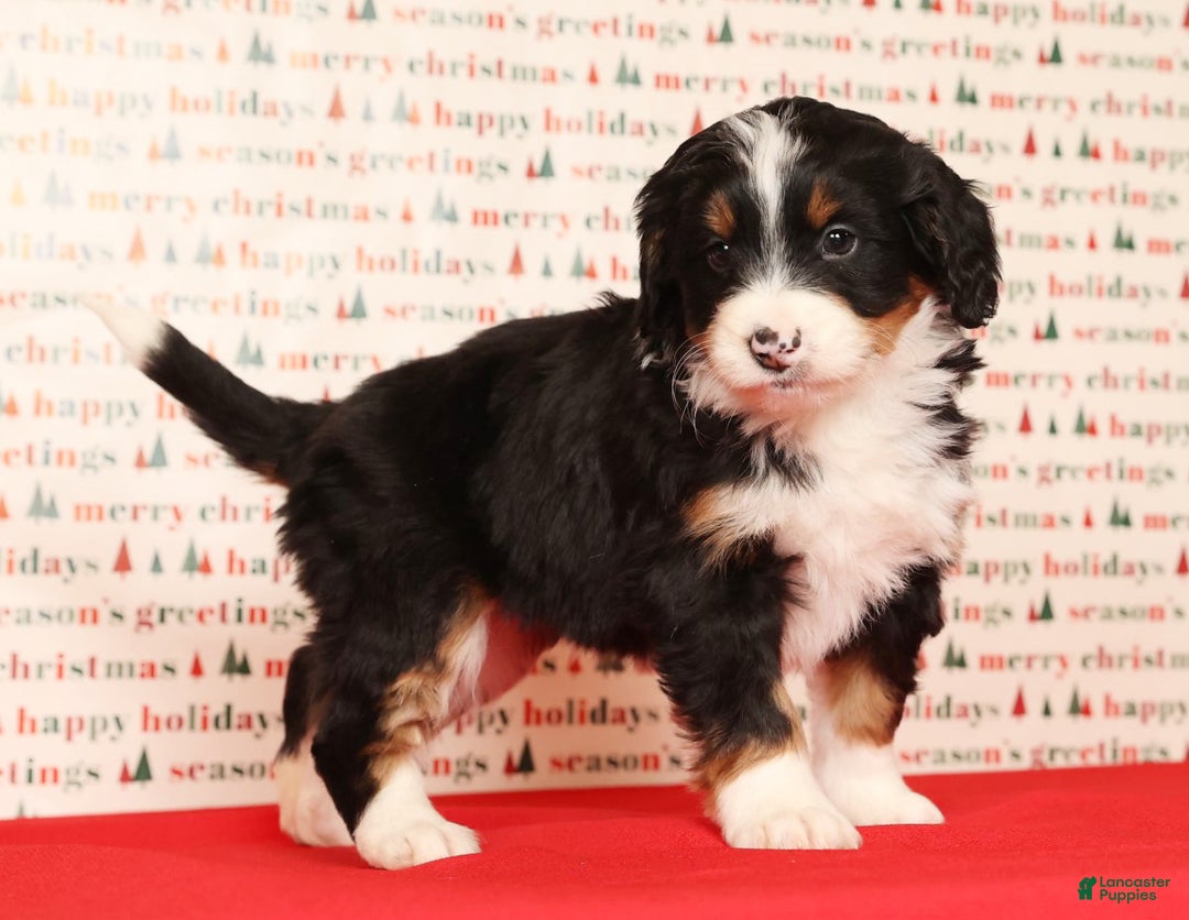 Mini Bernedoodle dogs for sale: Ranger - Ad 7
