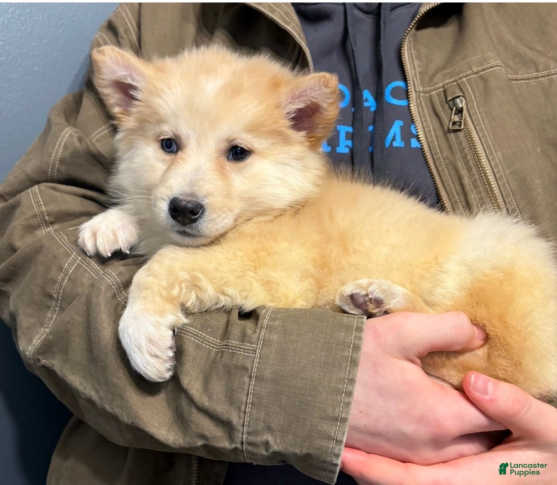 Pomsky dogs Pomsky Puppy 1 - Ad 1