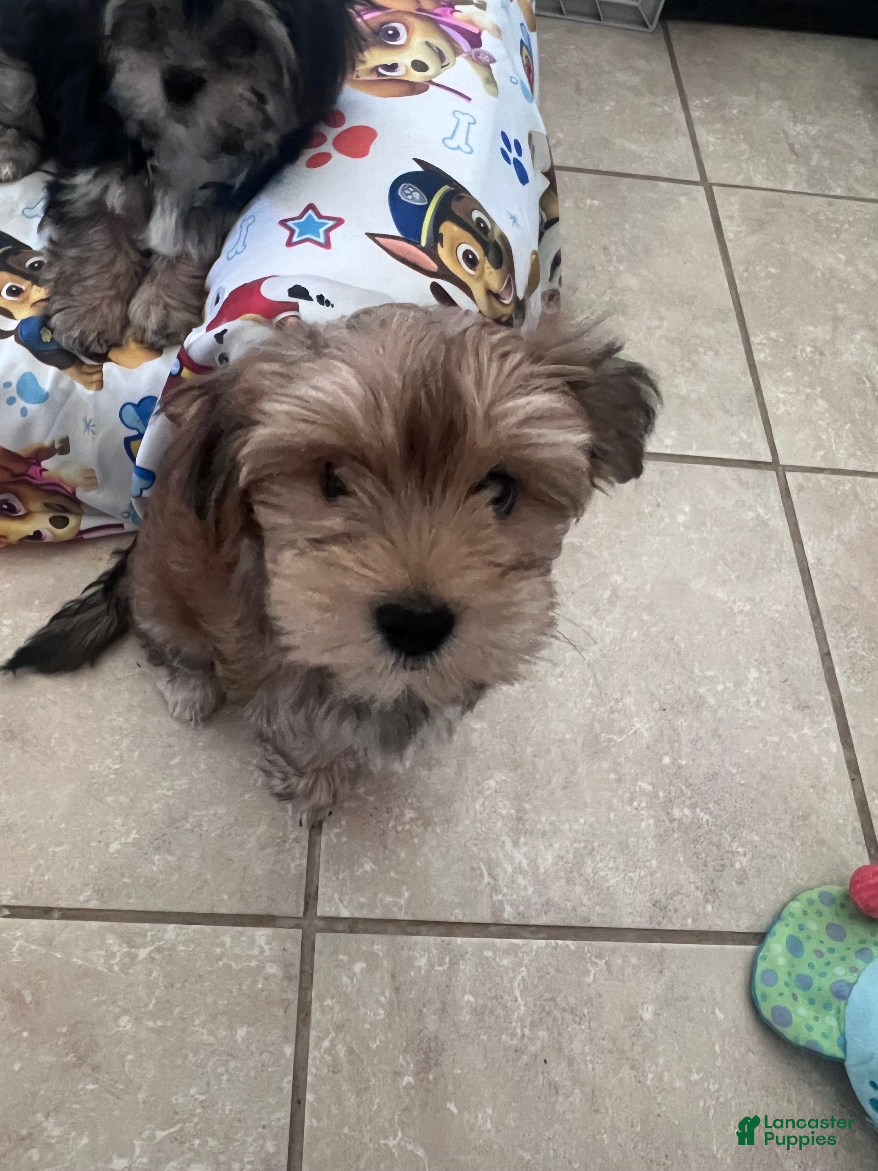 Morkie dogs Mochi - Ad 8