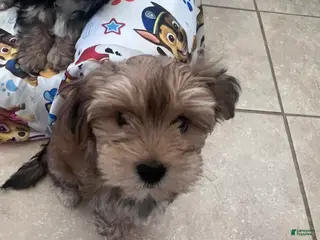 Morkie dogs Mochi - Ad 23