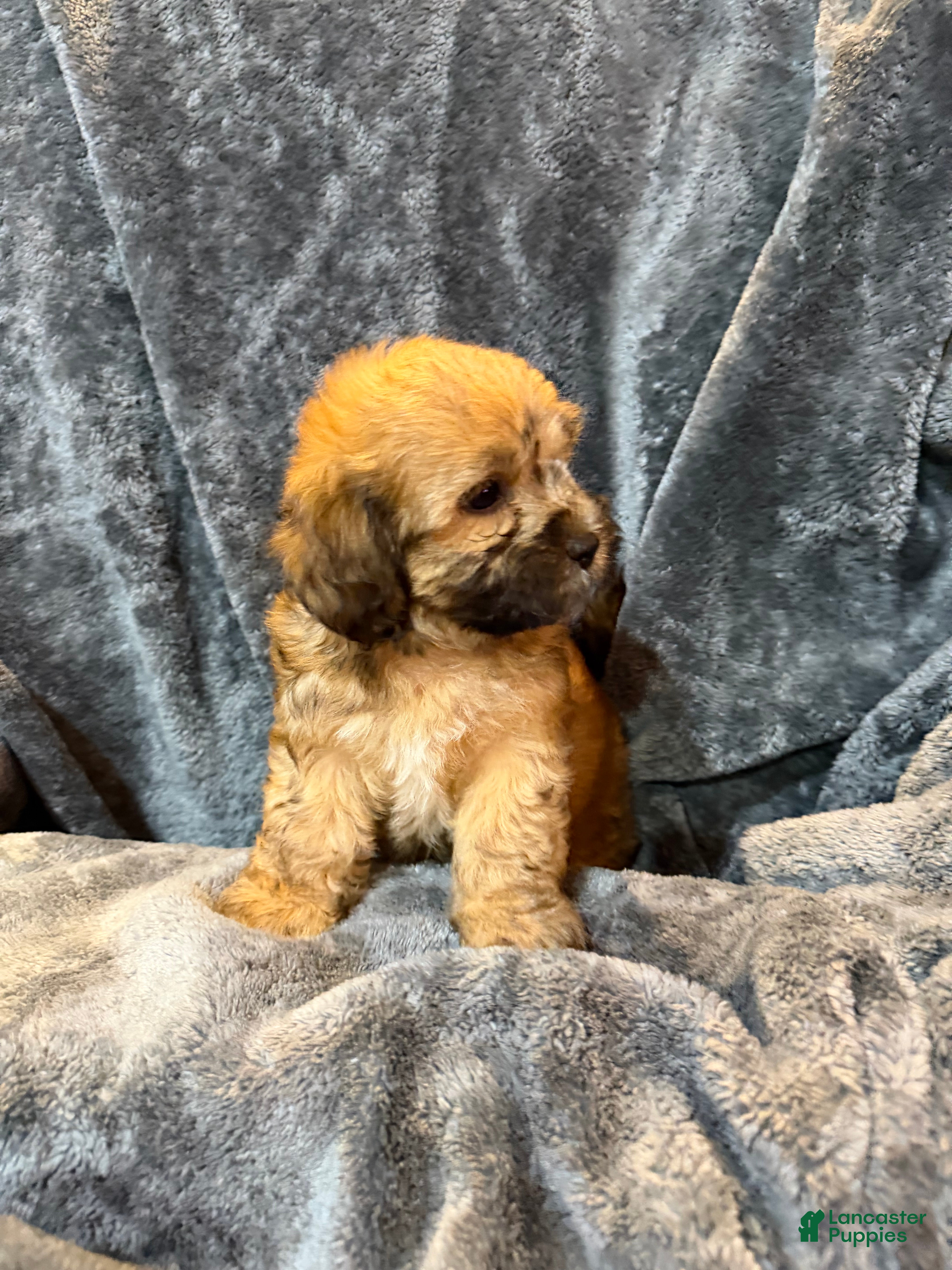 Mixed Breed dogs Max - Ad 2