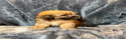 Mixed Breed dogs for sale: Max - Ad 2