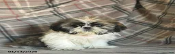 Shih Tzu dogs for sale: Moose Tracks - Ad 2