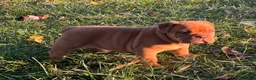 English Bulldog dogs for sale: Pumpkin  - Ad 5