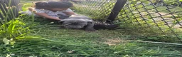 Cane Corso dogs for sale: Ghost - Ad 10