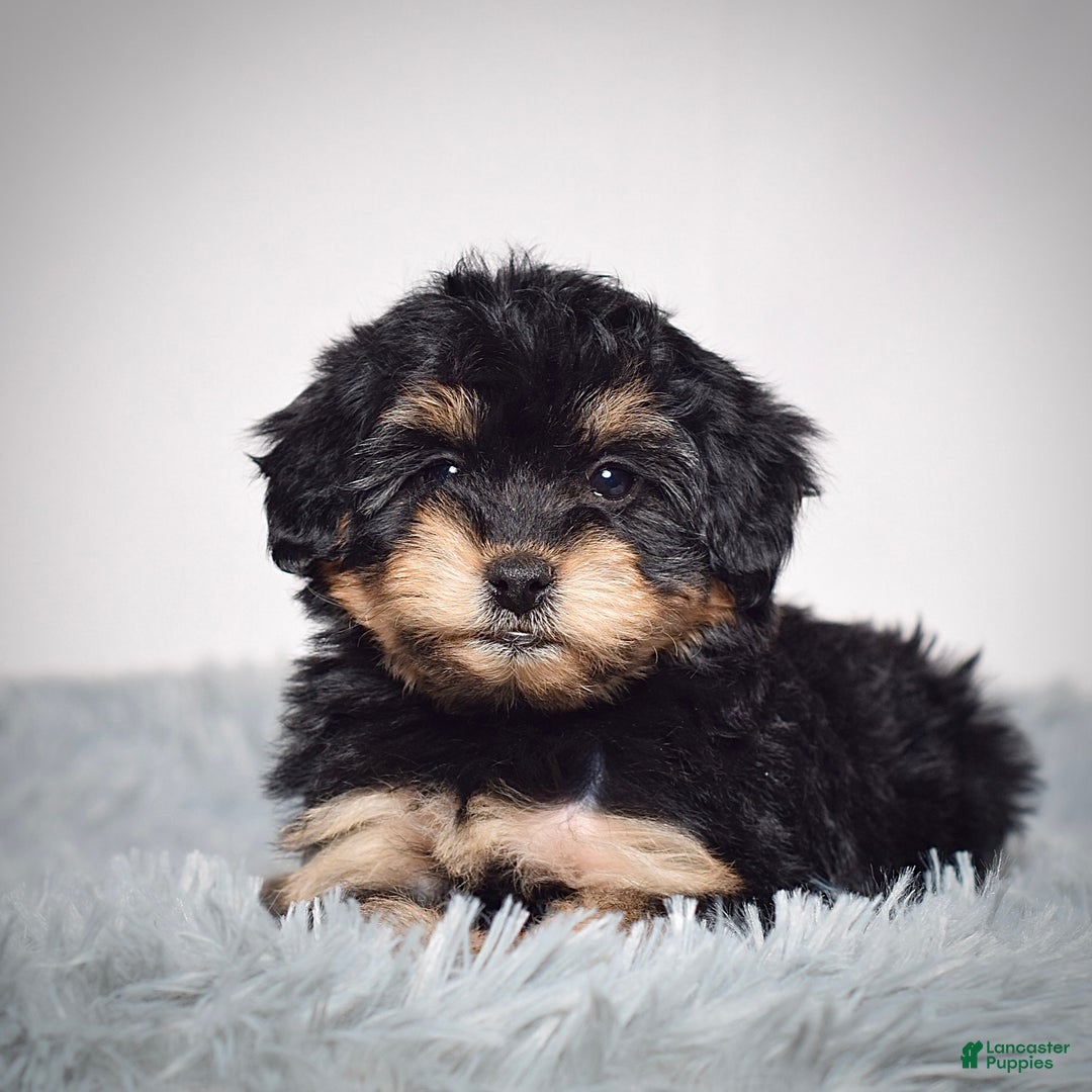 Mini Goldendoodle dogs for sale: Ms. Raven - Ad 5