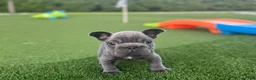 French Bulldog dogs for sale: Rollo - Ad 3