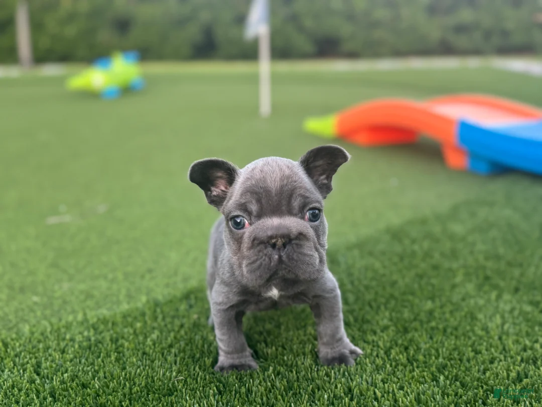French Bulldog dogs for sale: Rollo - Ad 3