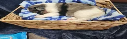 Mixed Breed dogs for sale: Ares - Ad 2