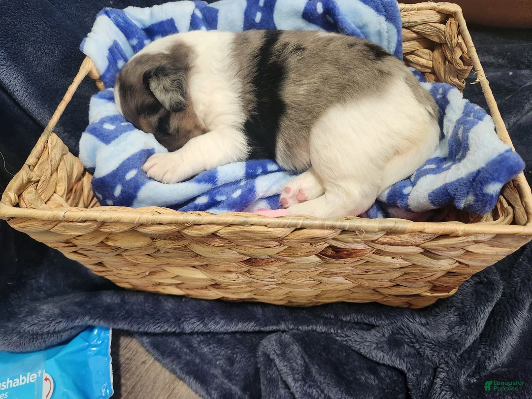 Mixed Breed dogs for sale: Ares - Ad 2