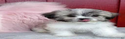 Malshi dogs for sale: 🩵Pepper🩵 - Ad 3