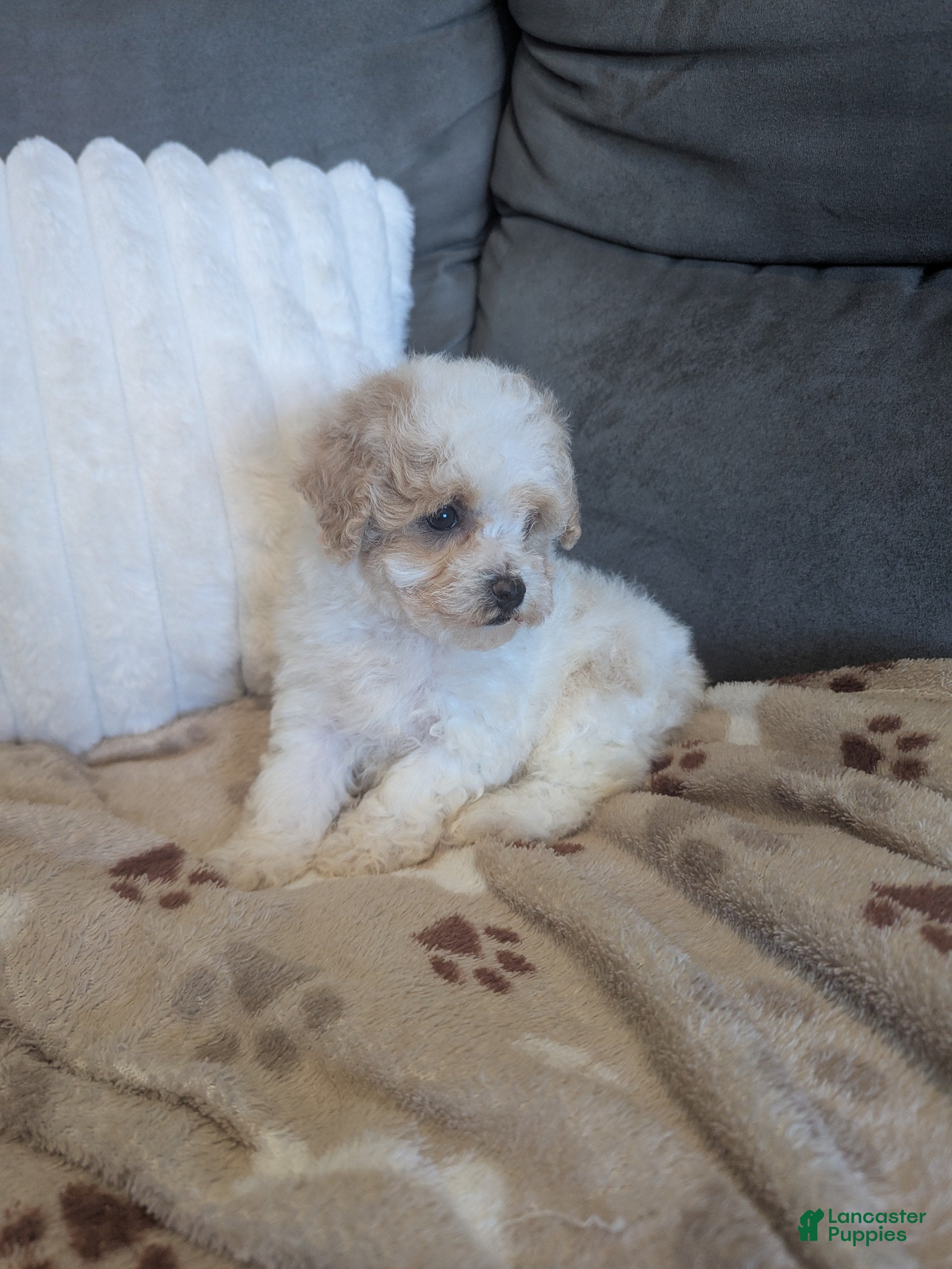 Havapoo dogs for sale: Button F-1B - Ad 2