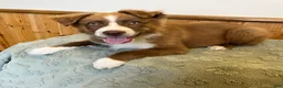 Australian Shepherd dogs for sale: Tremor  - Ad 5