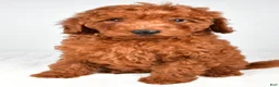 Miniature Poodle dogs for sale: Alex - Ad 3
