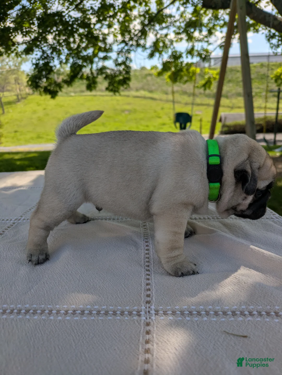 Pug dogs for sale: Luca - Ad 2