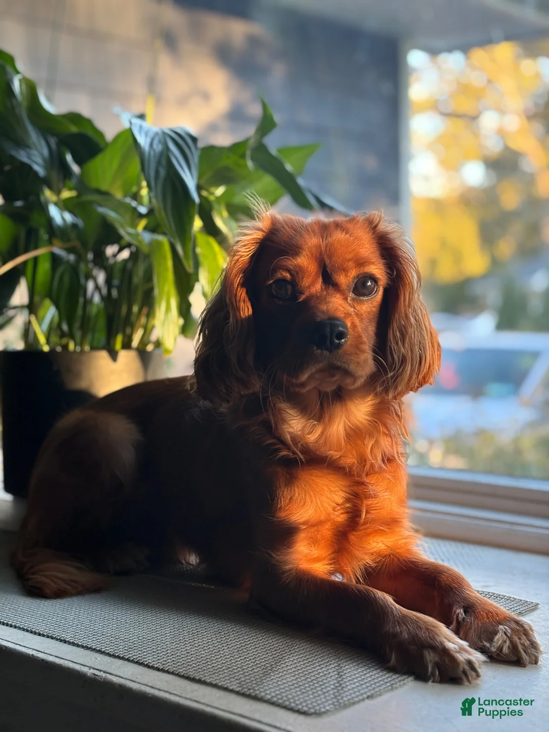Cavalier King Charles Spaniel dogs for stud: Teddy The Stud  - Ad 1